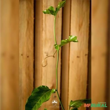 Imagem Muda de Maracujá Doce Altura de 0,40 cm a 0,80 cm Imagem Muda de Maracujá Doce Altura de 0,40 cm a 0,80 cm