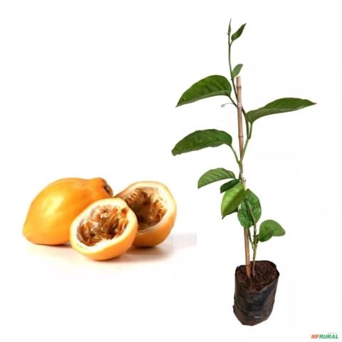 Muda de Maracujá Doce de 40 a 80 cm Imagem Muda de Maracujá Doce de 40 a 80 cm