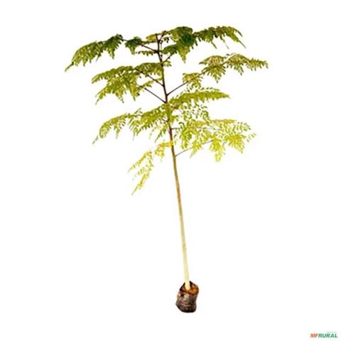 Muda de Flamboyant de 10 a 40 cm Imagem Muda de Flamboyant de 10 a 40 cm