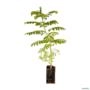 Muda de Flamboyant de 10 a 40 cm Imagem Muda de Flamboyant de 10 a 40 cm