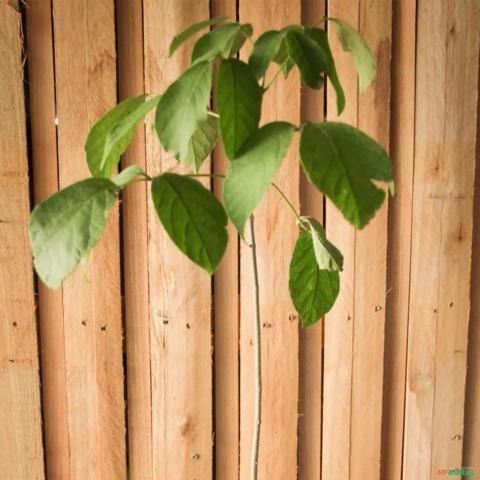 Muda de Ipê Branco Altura de 0,40 cm a 0,80 cm Imagem Muda de Ipê Branco Altura de 0,40 cm a 0,80 cm