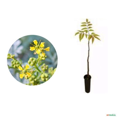 Muda de Guaritá Pronta Para Plantio 10 cm a 40 cm Imagem Muda de Guaritá Pronta Para Plantio 10 cm a 40 cm