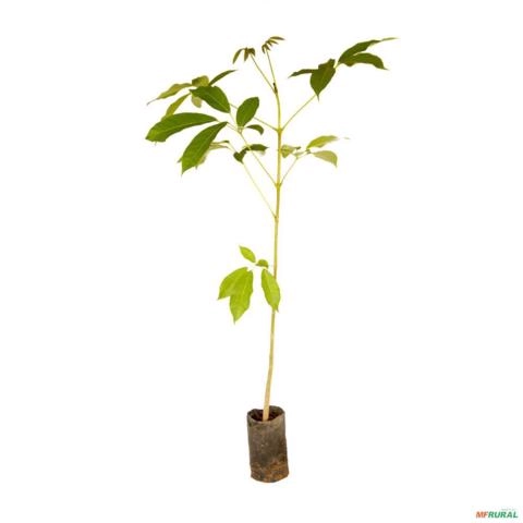 Muda de Ipê Mirim Rosa Altura de 0,40 cm a 0,80 cm Imagem Muda de Ipê Mirim Rosa Altura de 0,40 cm a 0,80 cm