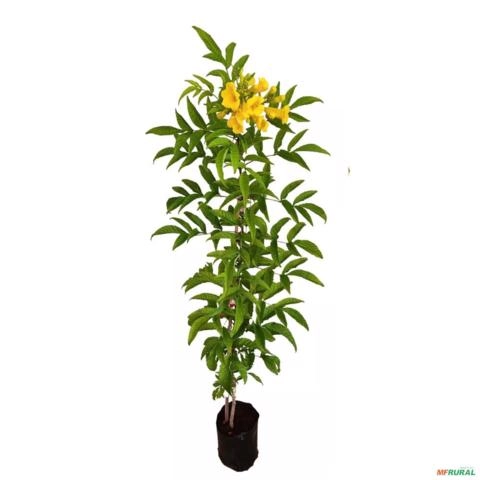 Imagem Muda de Ipê de Jardim Pronta Para Plantio 10 cm a 40 cm Imagem Muda de Ipê de Jardim Pronta Para Plantio 10 cm a 40 cm