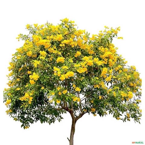 Imagem Muda de Ipê de Jardim Pronta Para Plantio 10 cm a 40 cm Imagem Muda de Ipê de Jardim Pronta Para Plantio 10 cm a 40 cm