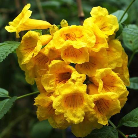 Imagem Muda de Ipê de Jardim Pronta Para Plantio 10 cm a 40 cm Imagem Muda de Ipê de Jardim Pronta Para Plantio 10 cm a 40 cm