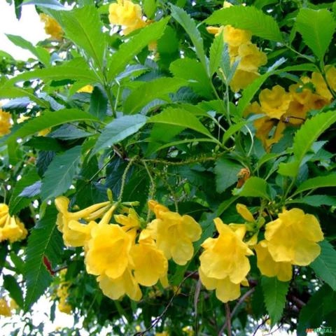 Imagem Muda de Ipê de Jardim Pronta Para Plantio 10 cm a 40 cm Imagem Muda de Ipê de Jardim Pronta Para Plantio 10 cm a 40 cm