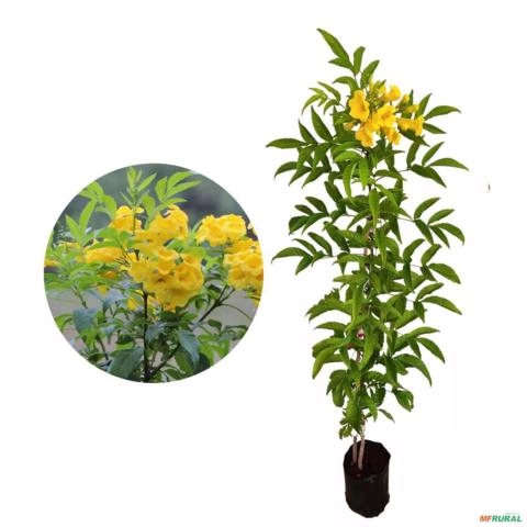 Muda de Ipê de Jardim de 10 a 40 cm Imagem Muda de Ipê de Jardim de 10 a 40 cm