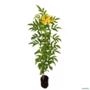 Muda de Ipê de Jardim de 10 a 40 cm Imagem Muda de Ipê de Jardim de 10 a 40 cm