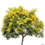Muda de Ipê de Jardim de 10 a 40 cm Imagem Muda de Ipê de Jardim de 10 a 40 cm