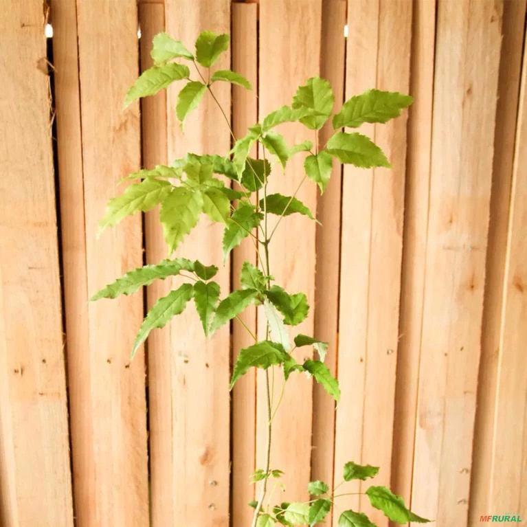 Muda de Ipê Roxo Altura de 0,40 cm a 0,80 cm