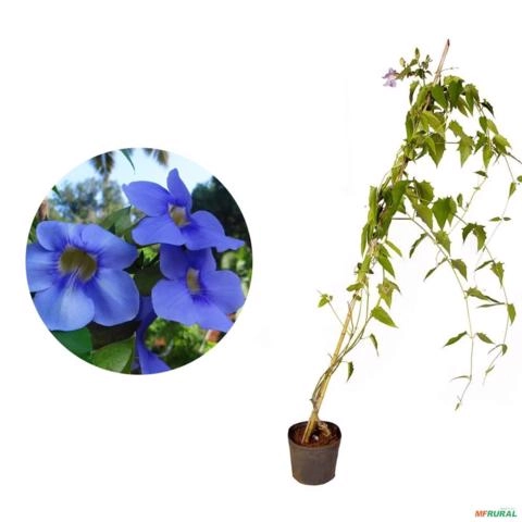 Muda de Tumbérgia Trepadeira Altura de 40cm a 80cm Imagem Muda de Tumbérgia Trepadeira Altura de 40cm a 80cm