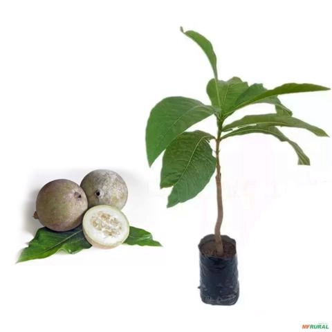 Muda de Jenipapo Pronta Para Plantio 10 cm a 40 cm Imagem Muda de Jenipapo Pronta Para Plantio 10 cm a 40 cm