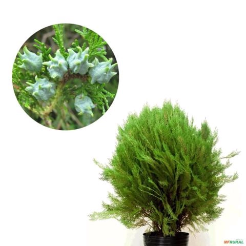 Muda de Tuia Bola Altura de 0,40 cm a 0,80 cm Imagem Muda de Tuia Bola Altura de 0,40 cm a 0,80 cm