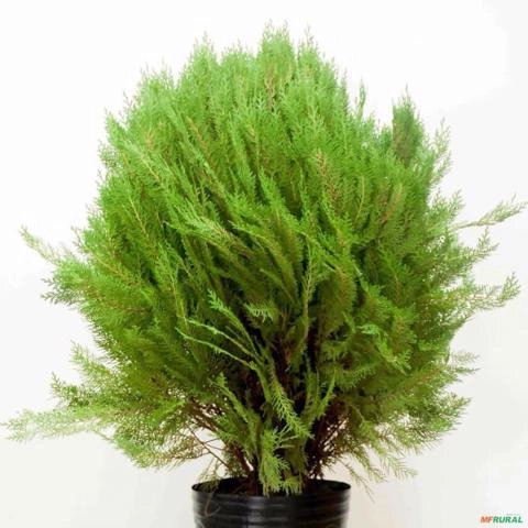 Imagem Muda de Tuia Bola Altura de 0,40 cm a 0,80 cm Imagem Muda de Tuia Bola Altura de 0,40 cm a 0,80 cm