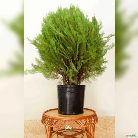 Imagem Muda de Tuia Bola Altura de 0,40 cm a 0,80 cm Imagem Muda de Tuia Bola Altura de 0,40 cm a 0,80 cm