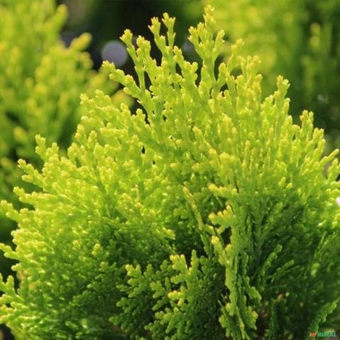 Imagem Muda de Tuia Bola Altura de 0,40 cm a 0,80 cm Imagem Muda de Tuia Bola Altura de 0,40 cm a 0,80 cm