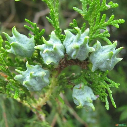 Imagem Muda de Tuia Bola Altura de 0,40 cm a 0,80 cm Imagem Muda de Tuia Bola Altura de 0,40 cm a 0,80 cm