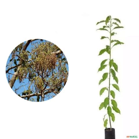 Muda de Pau d Imagem Muda de Pau d