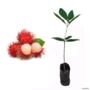 Muda de Rambutã de 40 a 80 cm Imagem Muda de Rambutã de 40 a 80 cm