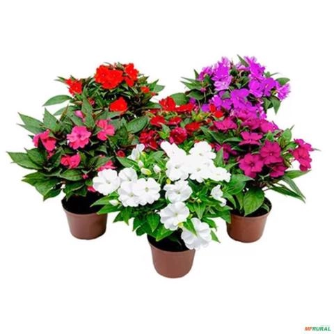 Muda de Sunpatiens Flor Colorida para Sol e Meia-Sombra de 10 a 30 cm Imagem Muda de Sunpatiens Flor Colorida para Sol e Meia-Sombra de 10 a 30 cm