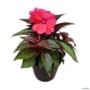 Muda de Sunpatiens Flor Colorida para Sol e Meia-Sombra de 10 a 30 cm Imagem Muda de Sunpatiens Flor Colorida para Sol e Meia-Sombra de 10 a 30 cm