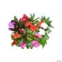 Muda de Sunpatiens Flor Colorida para Sol e Meia-Sombra de 10 a 30 cm Imagem Muda de Sunpatiens Flor Colorida para Sol e Meia-Sombra de 10 a 30 cm