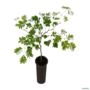 Muda de Pau Ferro de 10 a 40 cm Imagem Muda de Pau Ferro de 10 a 40 cm