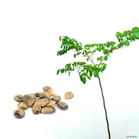 Muda de Umburana Altura de 0,40 cm a 0,80 cm Imagem Muda de Umburana Altura de 0,40 cm a 0,80 cm