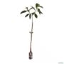 Muda de Pau Viola de 10 a 40 cm Imagem Muda de Pau Viola de 10 a 40 cm