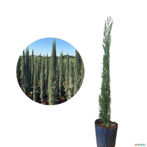 Muda de Cipreste Italiano de 80 cm a 1 m para Cerca Viva e Paisagismo Imagem Muda de Cipreste Italiano de 80 cm a 1 m para Cerca Viva e Paisagismo
