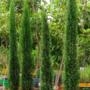 Muda de Cipreste Italiano de 80 cm a 1 m para Cerca Viva e Paisagismo Imagem Muda de Cipreste Italiano de 80 cm a 1 m para Cerca Viva e Paisagismo