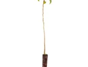 Muda de Resedá Rosa Gigante Pronta P. Plantio 10 cm a 40 cm