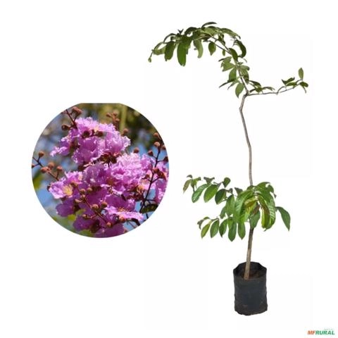 Muda de Resedá Rosa Gigante Pronta P. Plantio 10 cm a 40 cm Imagem Muda de Resedá Rosa Gigante Pronta P. Plantio 10 cm a 40 cm