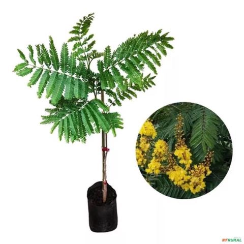 Muda de Canafístula Altura de 0,40 cm a 0,80 cm Imagem Muda de Canafístula Altura de 0,40 cm a 0,80 cm