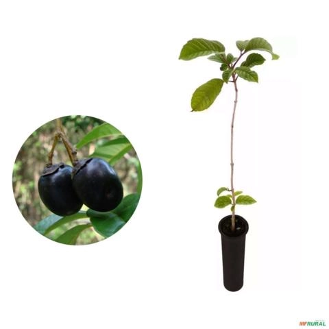 Muda de Tarumã Pronta Para Plantio 10 cm a 40 cm Imagem Muda de Tarumã Pronta Para Plantio 10 cm a 40 cm