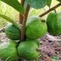 Muda de Goiaba Tailandesa Gigante Produzindo de 1 a 1,5 m Imagem Muda de Goiaba Tailandesa Gigante Produzindo de 1 a 1,5 m