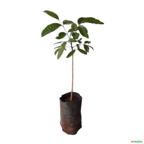 Imagem Muda De Mogno Africano Senegalensis P. Plantio 10 Cm A 40 Cm Imagem Muda De Mogno Africano Senegalensis P. Plantio 10 Cm A 40 Cm