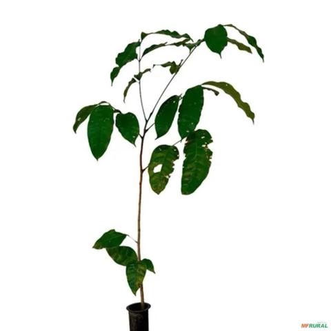 Imagem Muda De Mogno Africano Senegalensis P. Plantio 10 Cm A 40 Cm Imagem Muda De Mogno Africano Senegalensis P. Plantio 10 Cm A 40 Cm