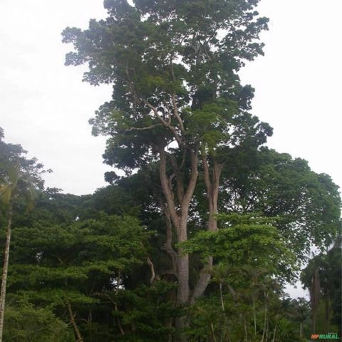 Imagem Muda De Mogno Africano Senegalensis P. Plantio 10 Cm A 40 Cm Imagem Muda De Mogno Africano Senegalensis P. Plantio 10 Cm A 40 Cm