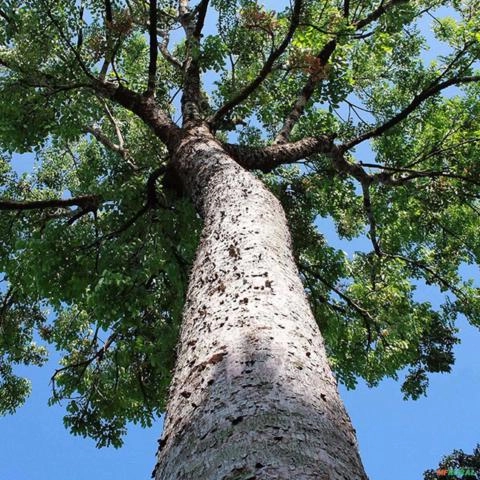 Imagem Muda De Mogno Africano Senegalensis P. Plantio 10 Cm A 40 Cm Imagem Muda De Mogno Africano Senegalensis P. Plantio 10 Cm A 40 Cm