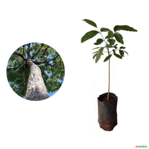 Muda de Mogno Africano Ivorensis de 10 a 40 cm Imagem Muda de Mogno Africano Ivorensis de 10 a 40 cm