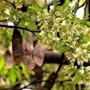 Muda de Jacarandá da Bahia Pronta Para Plantio 10 cm a 40 cm