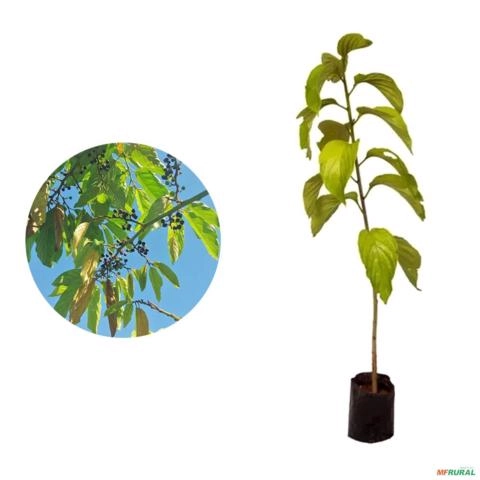 Muda de Saguaraji de 40 a 80 cm Imagem Muda de Saguaraji de 40 a 80 cm
