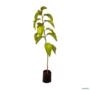 Muda de Saguaraji de 40 a 80 cm Imagem Muda de Saguaraji de 40 a 80 cm