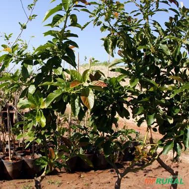 Muda de Abacate Fortuna Produzindo Altura de 1,0 m a 1,5 m