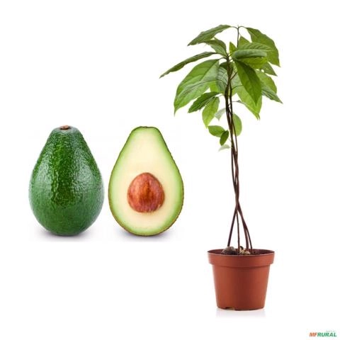 Muda de Abacate Fortuna Produzindo Altura de 1m a 1,5m Imagem Muda de Abacate Fortuna Produzindo Altura de 1m a 1,5m