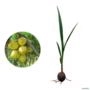 Kit 25 Mudas de Coco Anão Verde Precoce na Castanha de 40 a 80 cm Imagem Kit 25 Mudas de Coco Anão Verde Precoce na Castanha de 40 a 80 cm