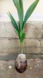 Kit 25 Mudas de Coco Anão Verde Precoce na Castanha de 40 a 80 cm Imagem Kit 25 Mudas de Coco Anão Verde Precoce na Castanha de 40 a 80 cm