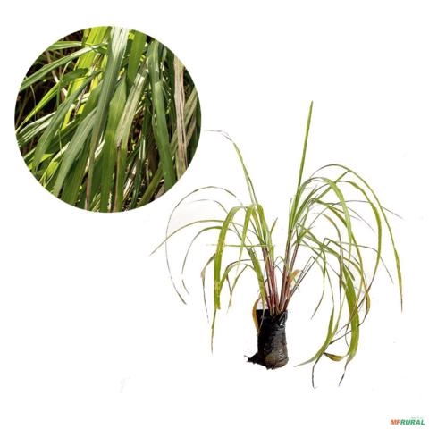 Muda de Citronela Altura de 0,40 cm a 0,80 cm Imagem Muda de Citronela Altura de 0,40 cm a 0,80 cm